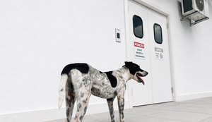 Em Rio Largo, cachorro espera em frente a hospital até a alta do tutor