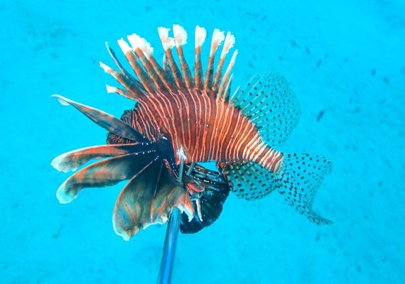 Pesquisadores da Ufal seguem com ações de monitoramento do peixe-leão