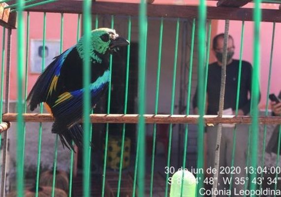 Mais de 200 pássaros são resgatados durante ação conjunta na APA de Murici