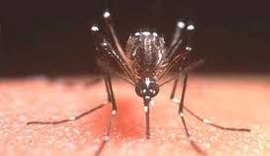 Maceió integra frente municipal de combate ao Aedes aegypti