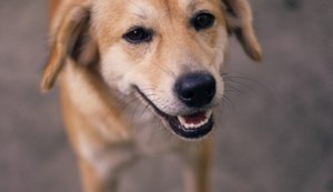Feira de Adoção de animais acontece neste domingo (21)