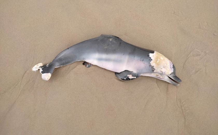 Filhote de Golfinho é encontrado morto na Praia do Francês