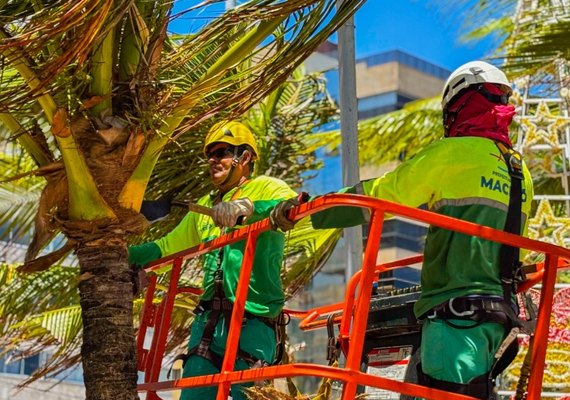 Alurb intensifica limpeza e poda de coqueiros na orla marítima