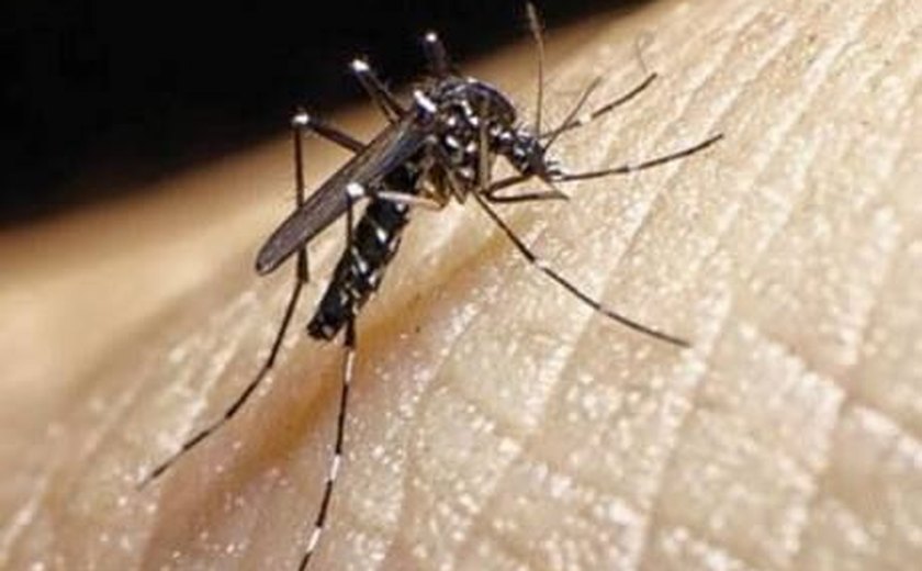 Aedes aegypti: Secretaria de Saúde intensifica ações em bairros com maior infestação