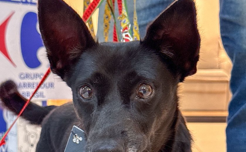 Campanha de adoção no Sam´s Club Maceió incentiva famílias a acolher pets resgatados