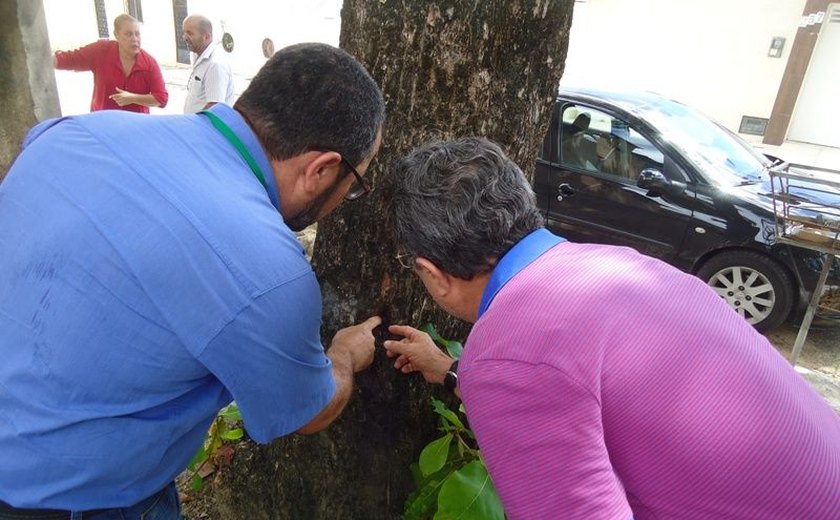 Matança: Árvores são furadas e envenenadas na parte alta de Maceió