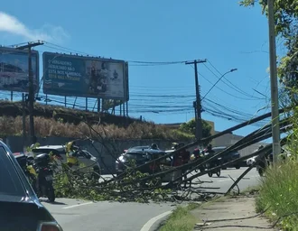 Árvore cai sobre carro e provoca lentidão na Avenida Leste-Oeste, em Maceió