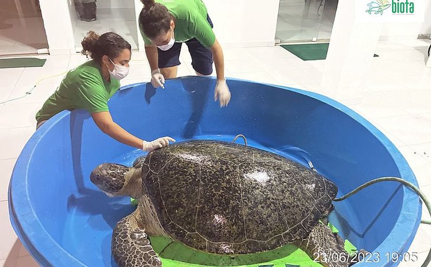 Tartaruga-verde de mais de 1 metro é resgatada após encalhar em Passo de Camaragibe