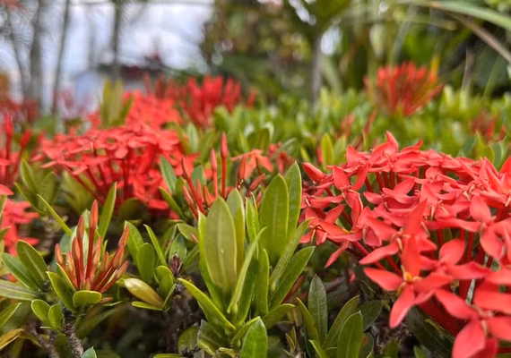 O que é o equinócio de primavera e por que ele marca uma mudança nos nossos dias até o fim do ano?