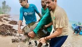 Tartarugas marinhas serão monitoradas com transmissores via satélite em Alagoas