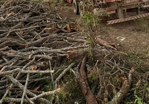 PM flagra desmatamento ilegal em reserva indígena de Delmiro Gouveia