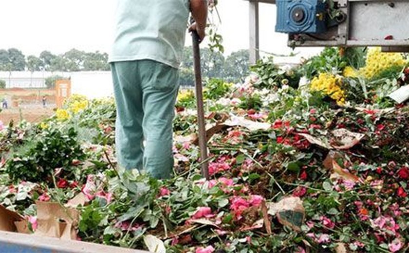 Coronavírus faz cooperativas jogarem fora 70% das flores produzidas em Holambra