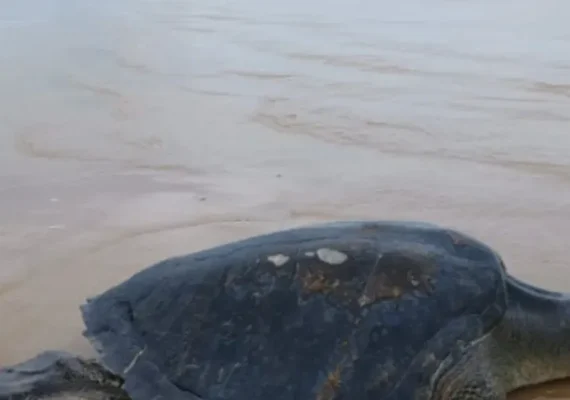 Após sucessivos encalhes, tartaruga-oliva é resgatada pelo Instituto Biota em Feliz Deserto