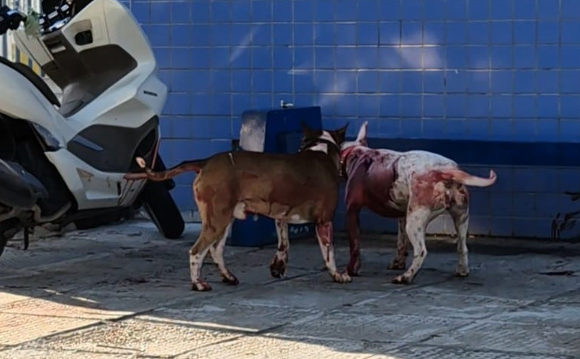 Ataque de cães causa desespero e mata gato em frente a ginásio de esportes