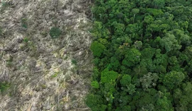 Brasil perdeu 111,7 milhões de hectares de áreas naturais em 40 anos