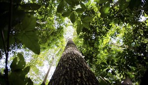 Amazônia Legal: desmatamento cai 61% em janeiro
