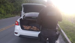 Polícia Civil prende casal e apreende 15 quilos de maconha em Atalaia