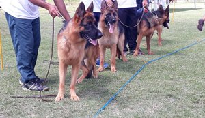 Pastor Alemão: Exposição de Criação reunirá os melhores da raça do Norte/ Nordeste