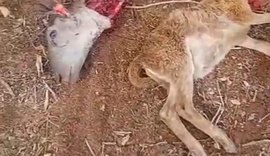 Matilha pode  ter matado animais em São Brás há meses