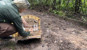 Mais de 160 animais silvestres são soltos em Alagoas