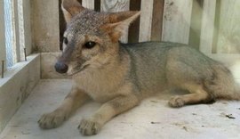 Fiscalização Preventiva Integrada resgata cerca de 1500 animais em nove dias