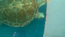 Vídeo: Instituto Biota realiza soltura de tartaruga marinha reabilitada nesta terça-feira (4), em Riacho Doce