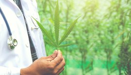 Cannabis medicinal entra em debate no Cesmac
