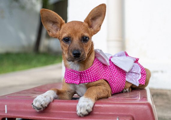 Gabinete da Causa Animal e UVZ promovem Feira de Adoção neste domingo (22)