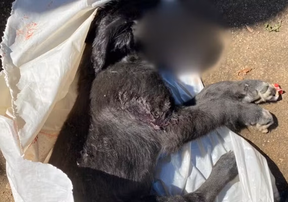 Mulher é presa suspeita de enforcar e matar filhote de cachorro após se irritar com latidos