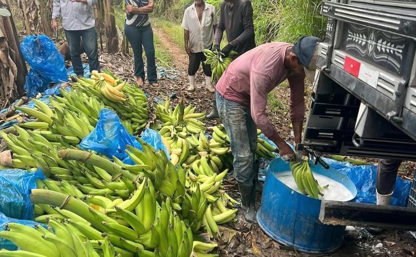 Safra de banana cresce 23% em Alagoas