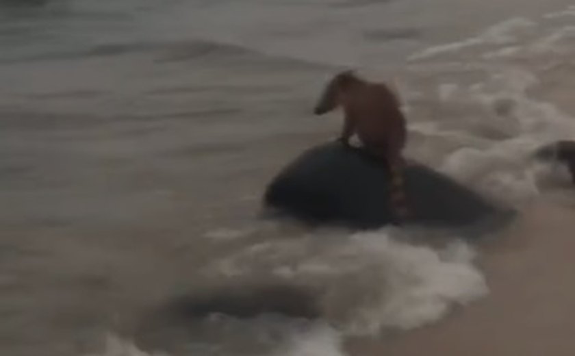 Banhistas flagram quati na Praia de Riacho Doce