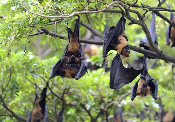 Autoridades de saúde reforçam monitoramento após novos casos do vírus Nipah na Índia