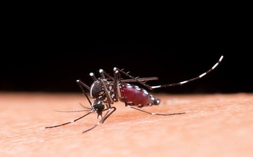 Ações de combate à dengue em Maceió são tema de recomendação do MP/AL